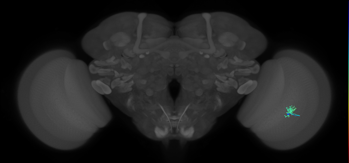Dm8b_R (JRC_OpticLobe:100547)