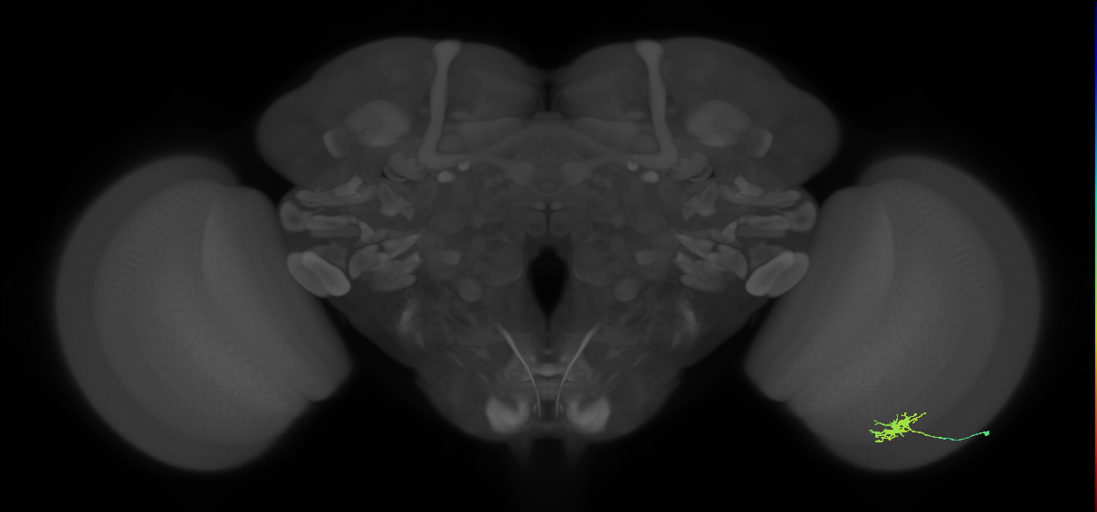Dm8b_R (JRC_OpticLobe:100120)