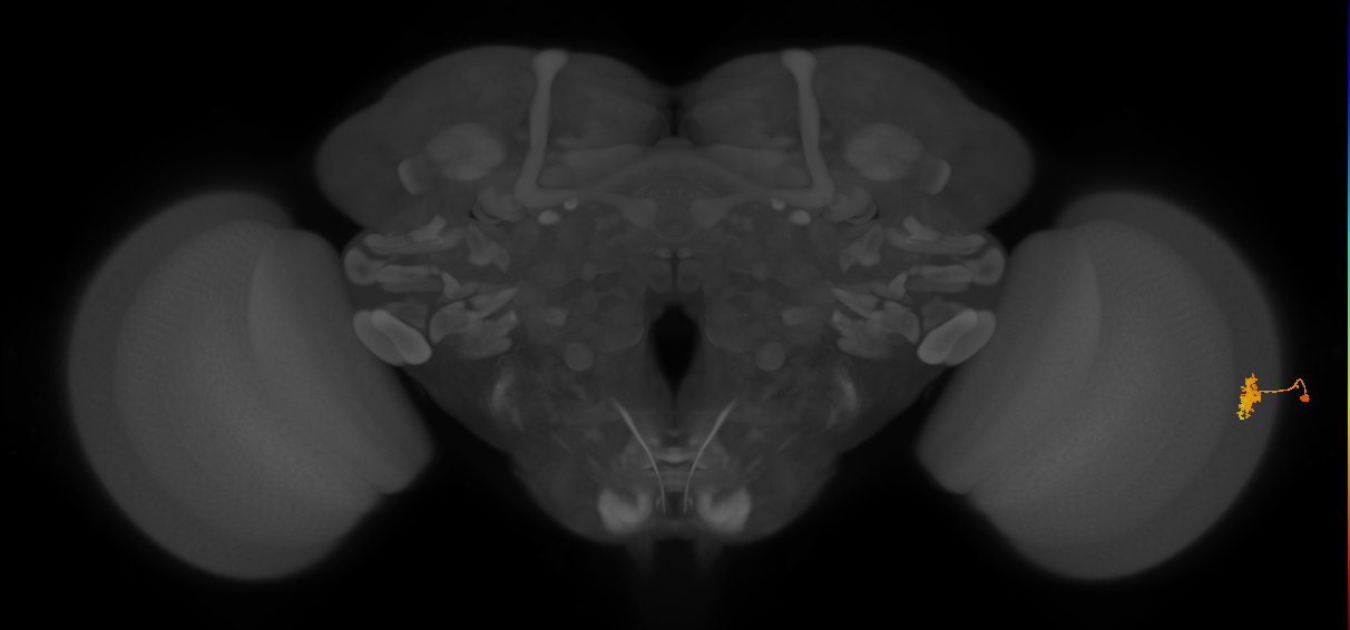 Dm8b_R (JRC_OpticLobe:62345)