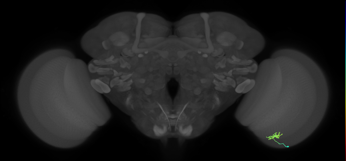 Dm8b_R (JRC_OpticLobe:100784)