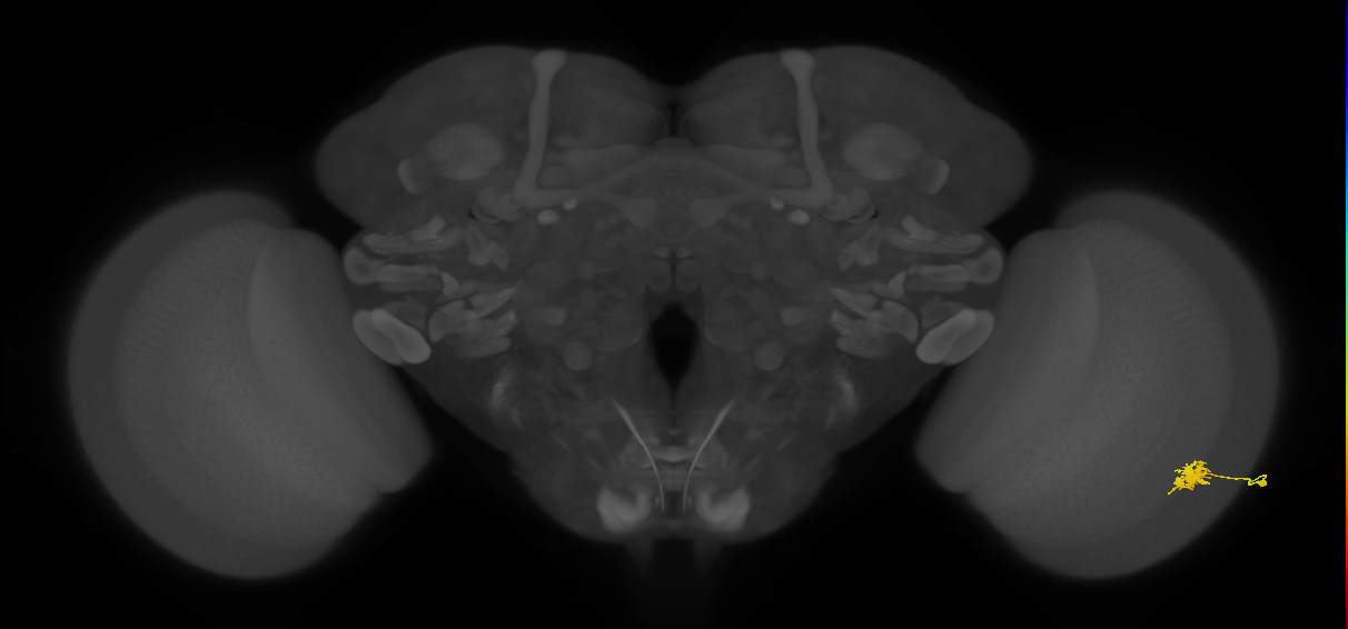 Dm8b_R (JRC_OpticLobe:55827)