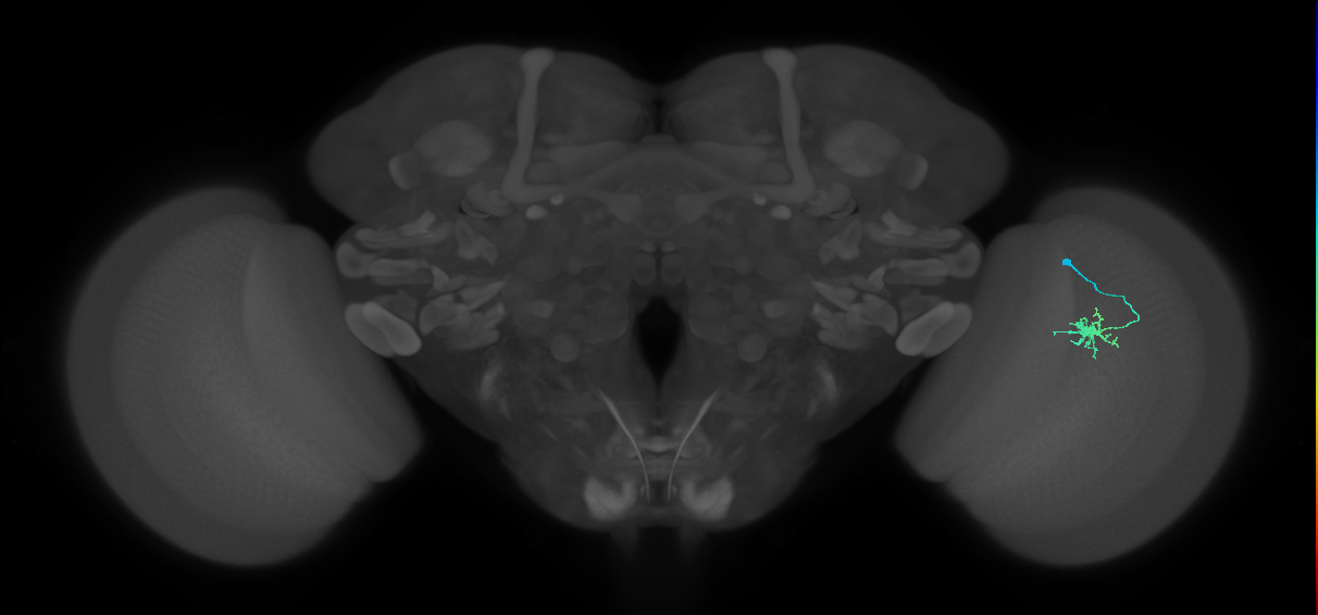 Dm8b_R (JRC_OpticLobe:145353)