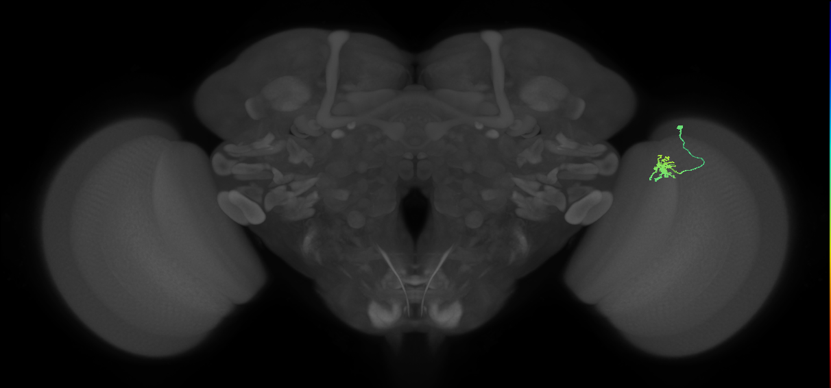 Dm8b_R (JRC_OpticLobe:88958)
