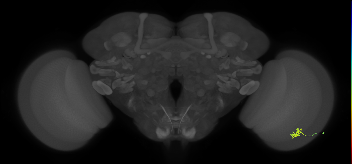 Dm8b_R (JRC_OpticLobe:88302)