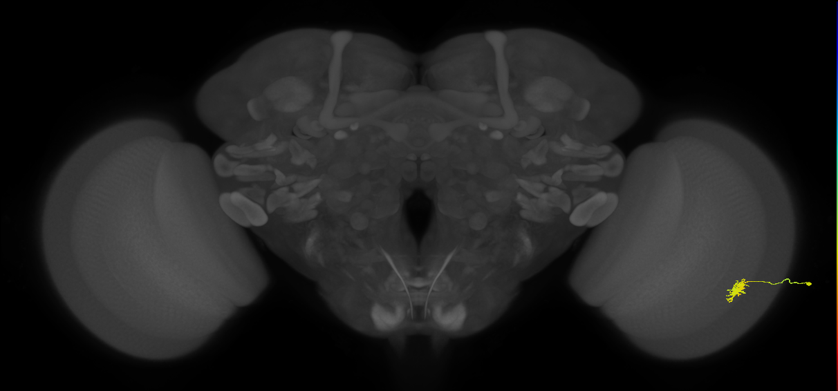Dm8b_R (JRC_OpticLobe:71899)