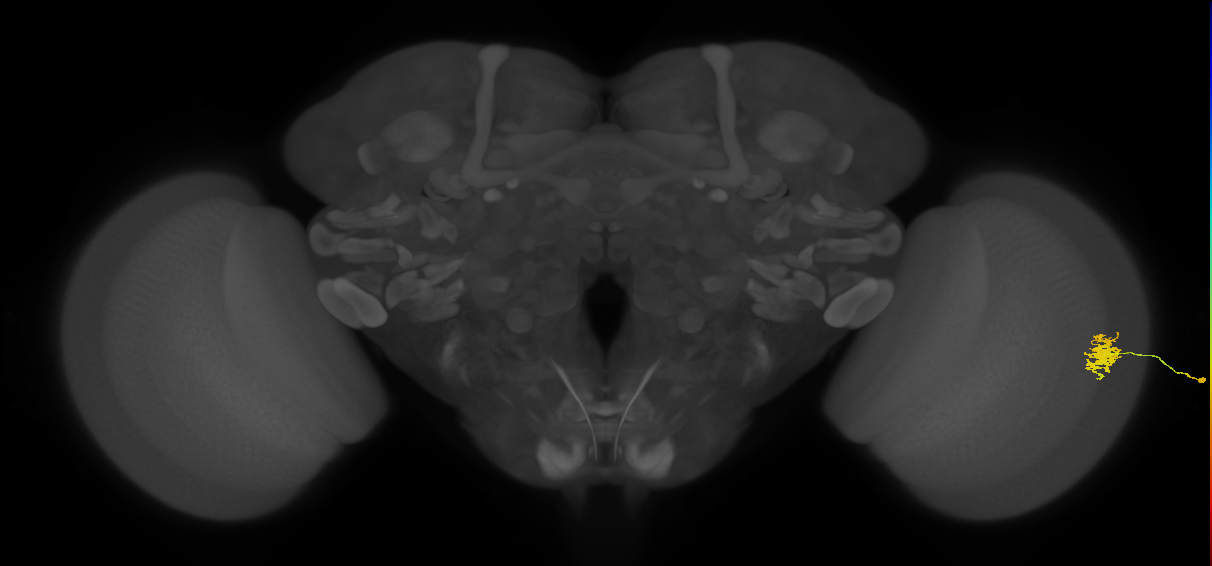 Dm8b_R (JRC_OpticLobe:63805)