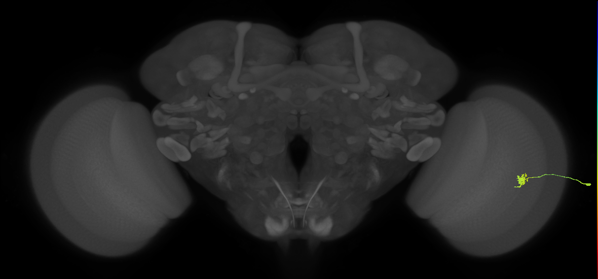 Dm8b_R (JRC_OpticLobe:140695)