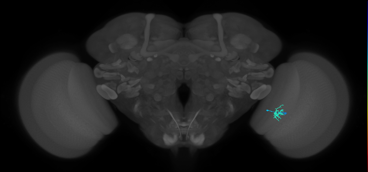 Dm8b_R (JRC_OpticLobe:118891)