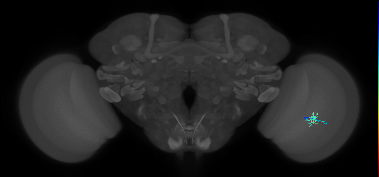Dm8b_R (JRC_OpticLobe:100449)