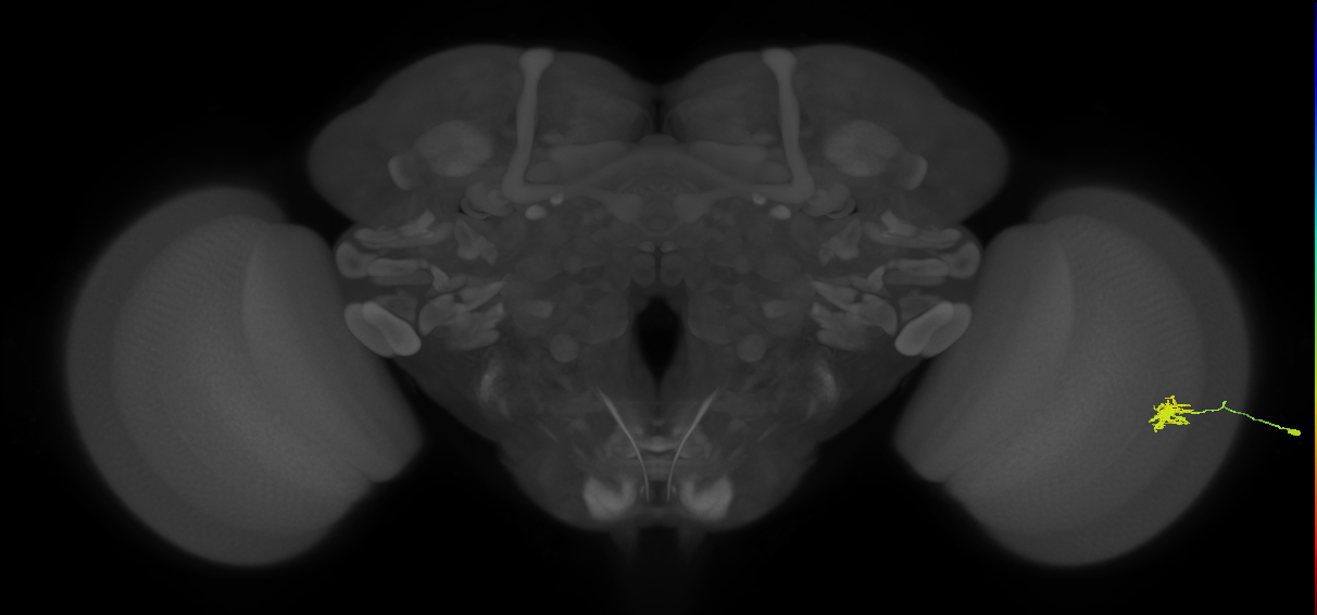 Dm8b_R (JRC_OpticLobe:69302)