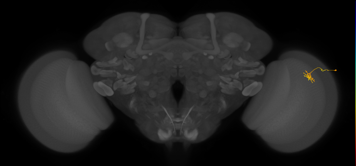 Dm8b_R (JRC_OpticLobe:92610)