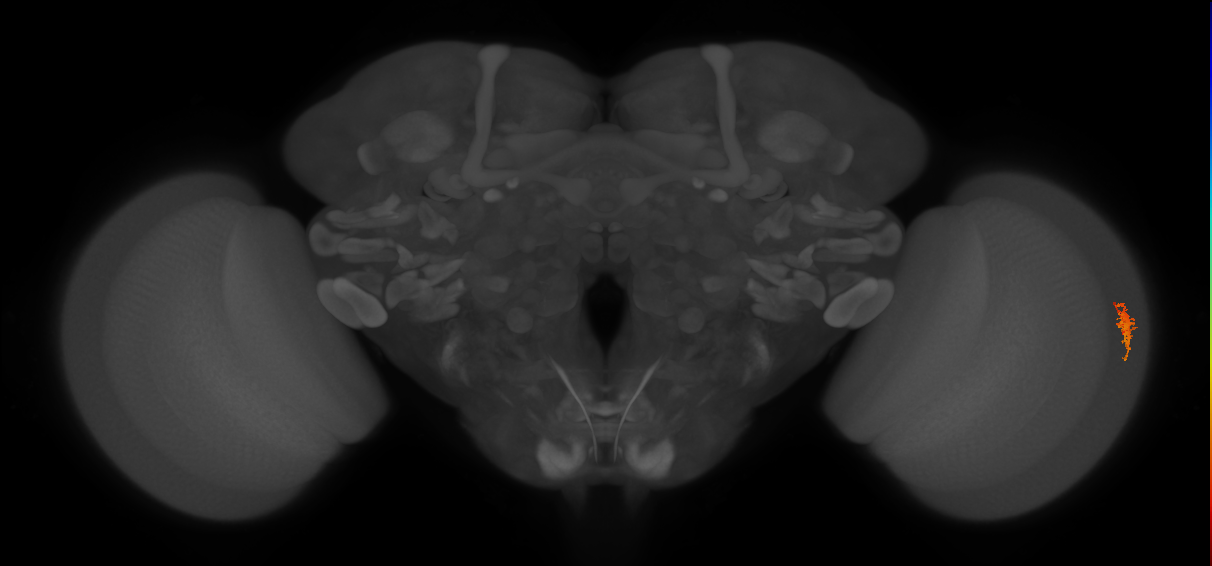 Dm8b_R (JRC_OpticLobe:64604)