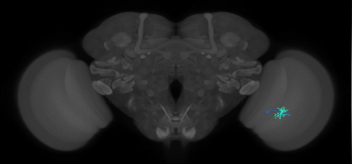Dm8b_R (JRC_OpticLobe:111141)