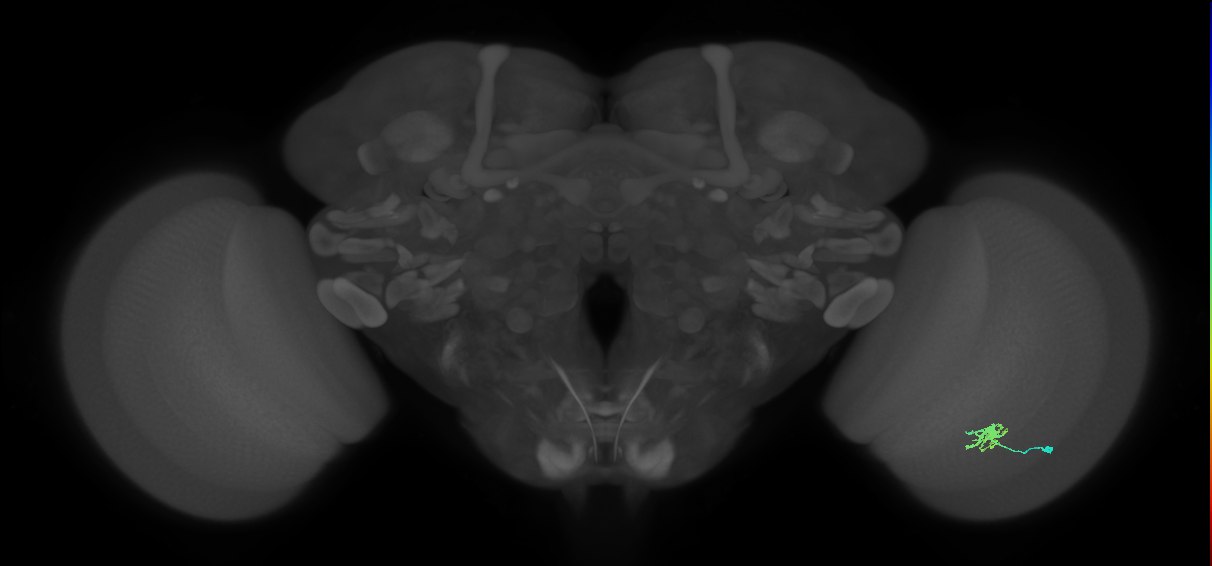 Dm8b_R (JRC_OpticLobe:79478)