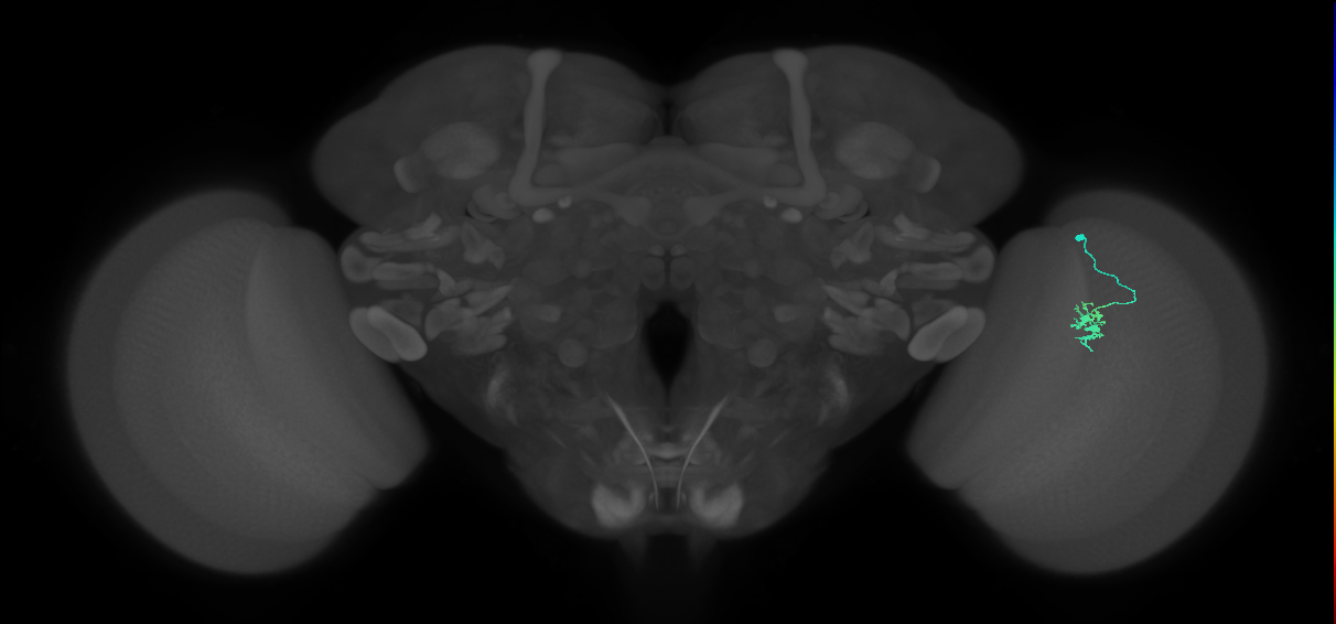 Dm8b_R (JRC_OpticLobe:111450)