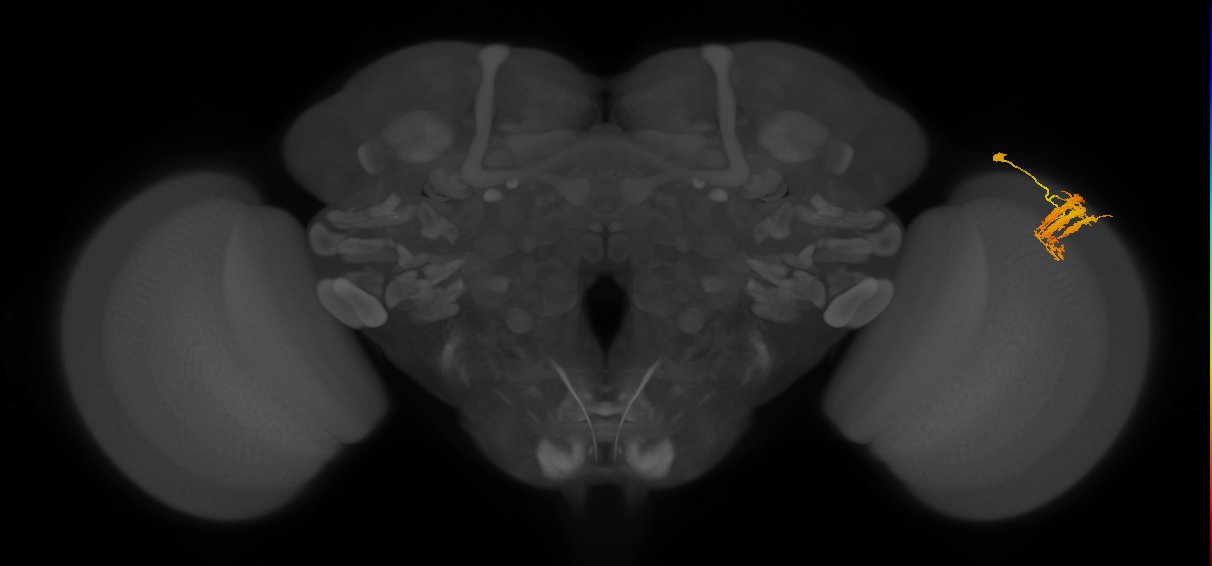 Dm9_R (JRC_OpticLobe:30059)
