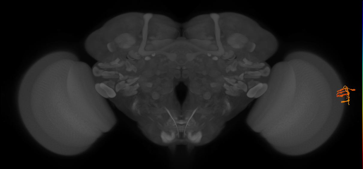 Dm9_R (JRC_OpticLobe:139853)