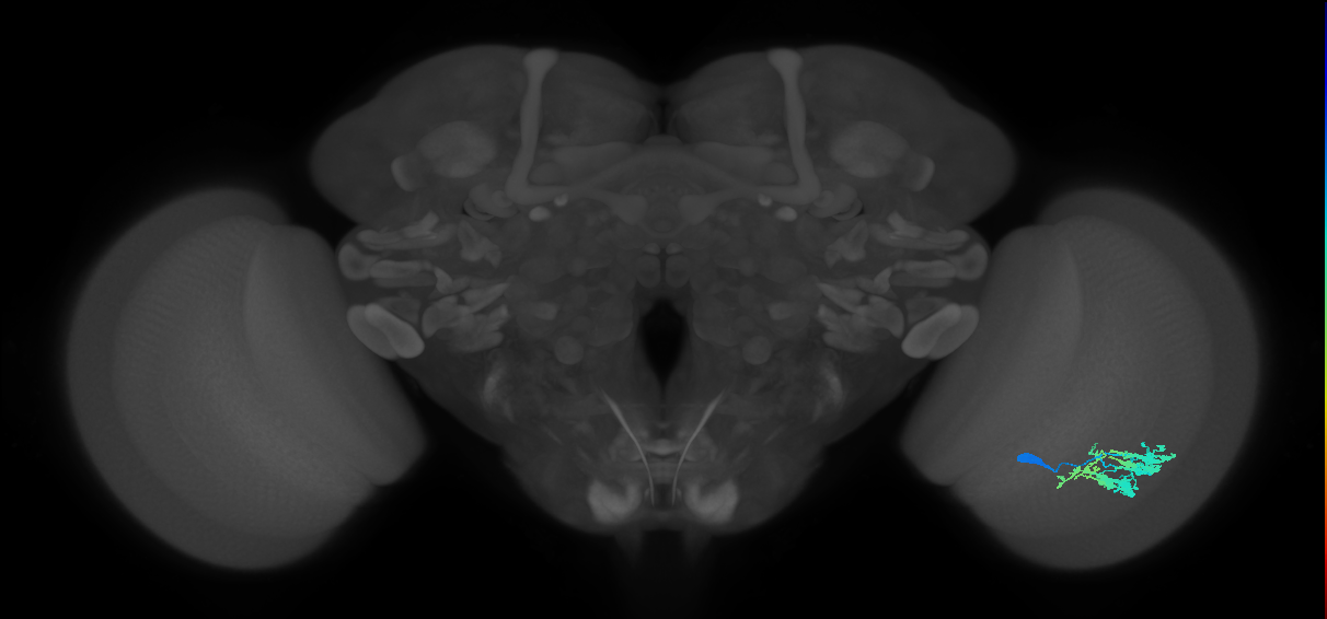 Dm9_R (JRC_OpticLobe:32518)