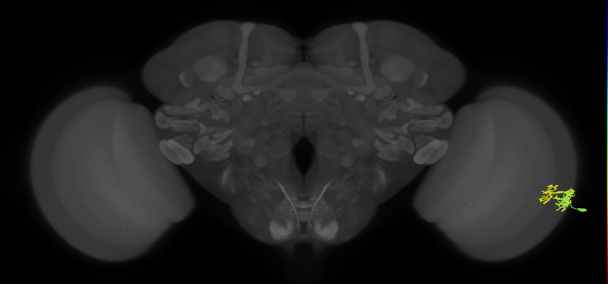 Dm9_R (JRC_OpticLobe:88519)