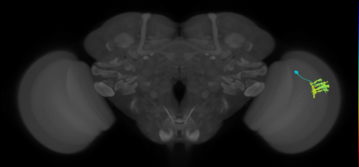 Dm9_R (JRC_OpticLobe:33734)