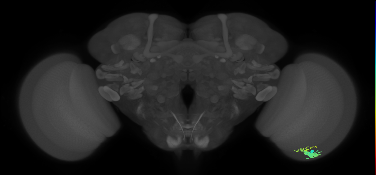 Dm9_R (JRC_OpticLobe:221742)