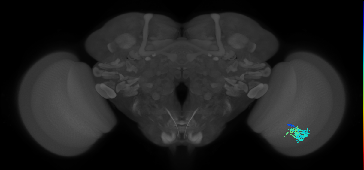 Dm9_R (JRC_OpticLobe:59217)
