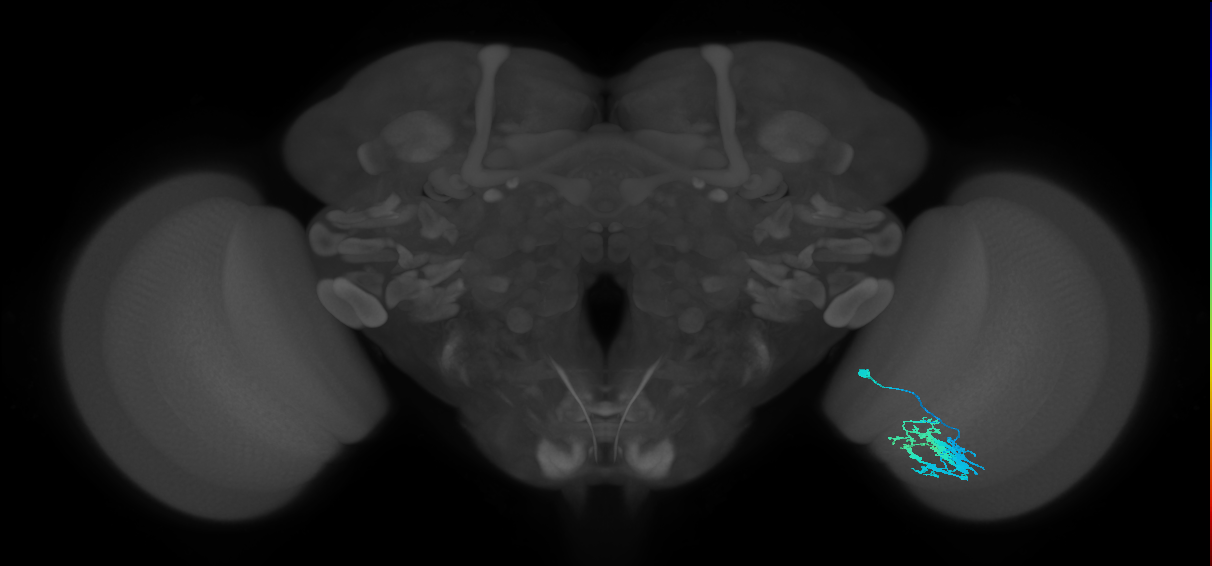 Dm9_R (JRC_OpticLobe:112237)