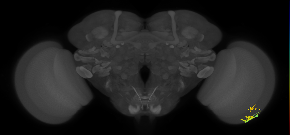 Dm9_R (JRC_OpticLobe:557166)