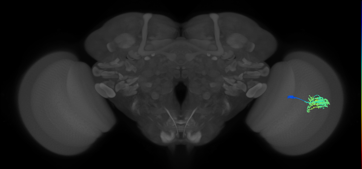Dm9_R (JRC_OpticLobe:35188)
