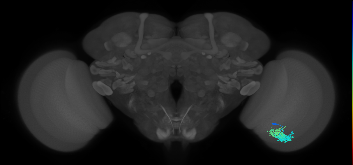 Dm9_R (JRC_OpticLobe:167156)