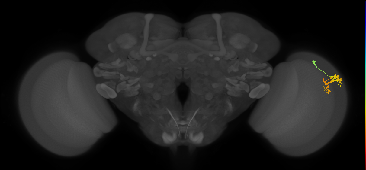 Dm9_R (JRC_OpticLobe:45892)