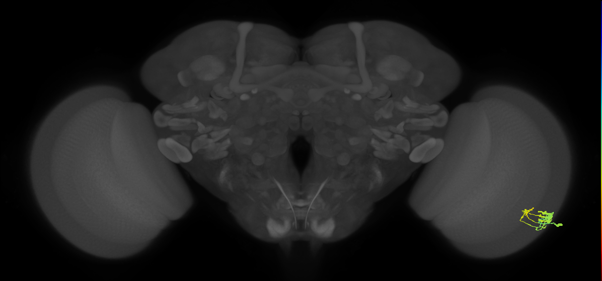 Dm9_R (JRC_OpticLobe:65950)