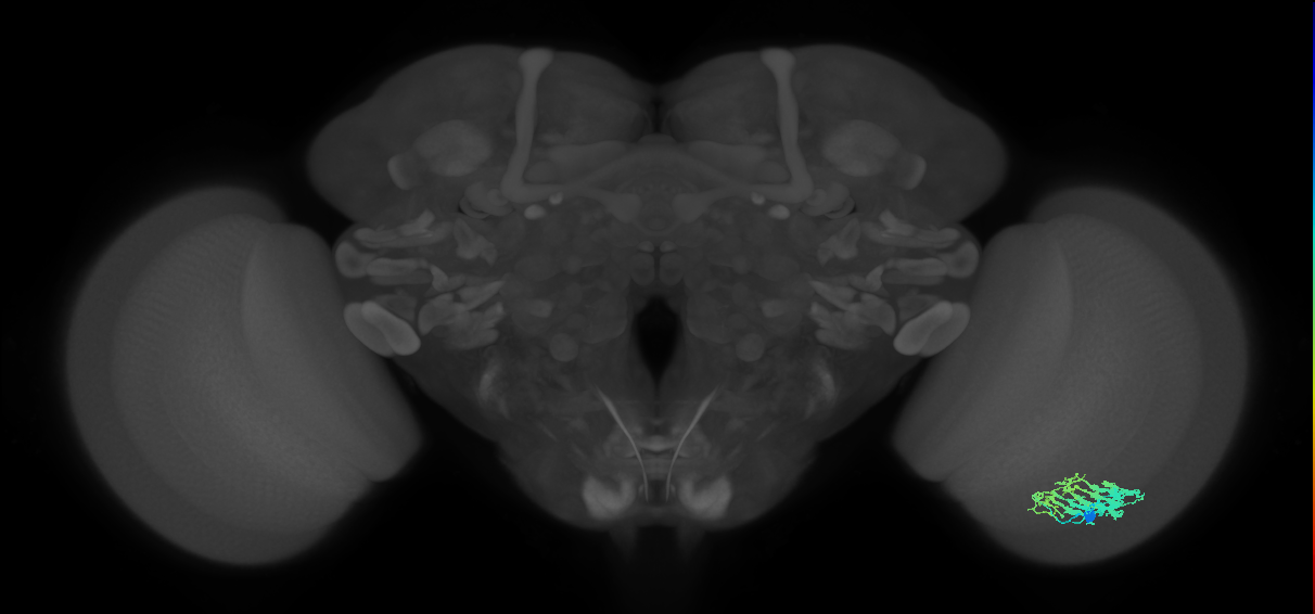 Dm9_R (JRC_OpticLobe:40812)