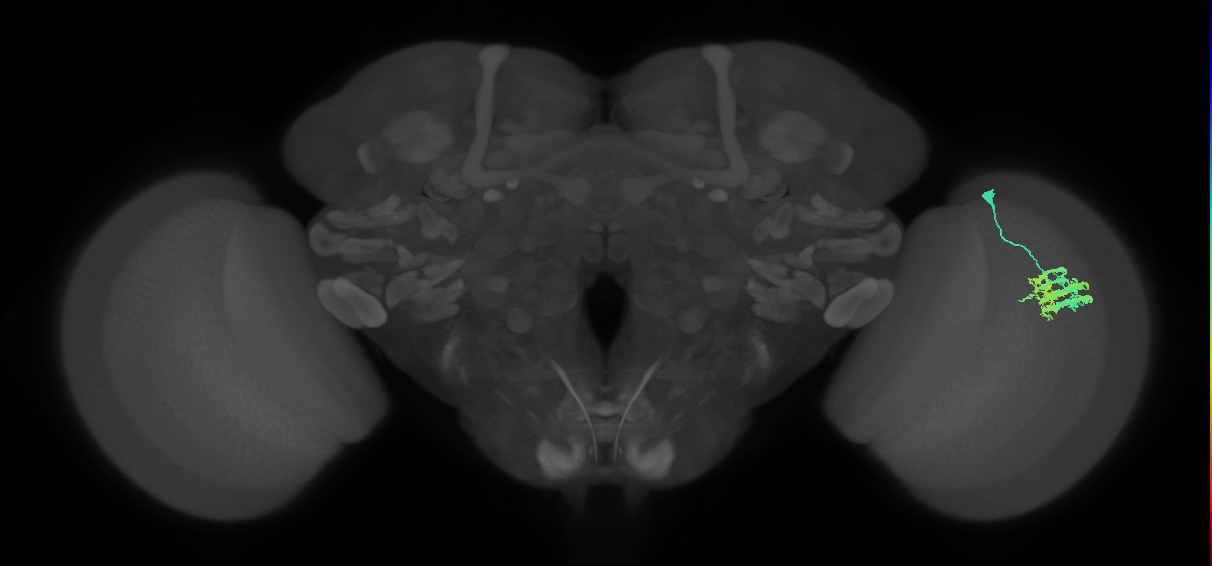 Dm9_R (JRC_OpticLobe:544694)