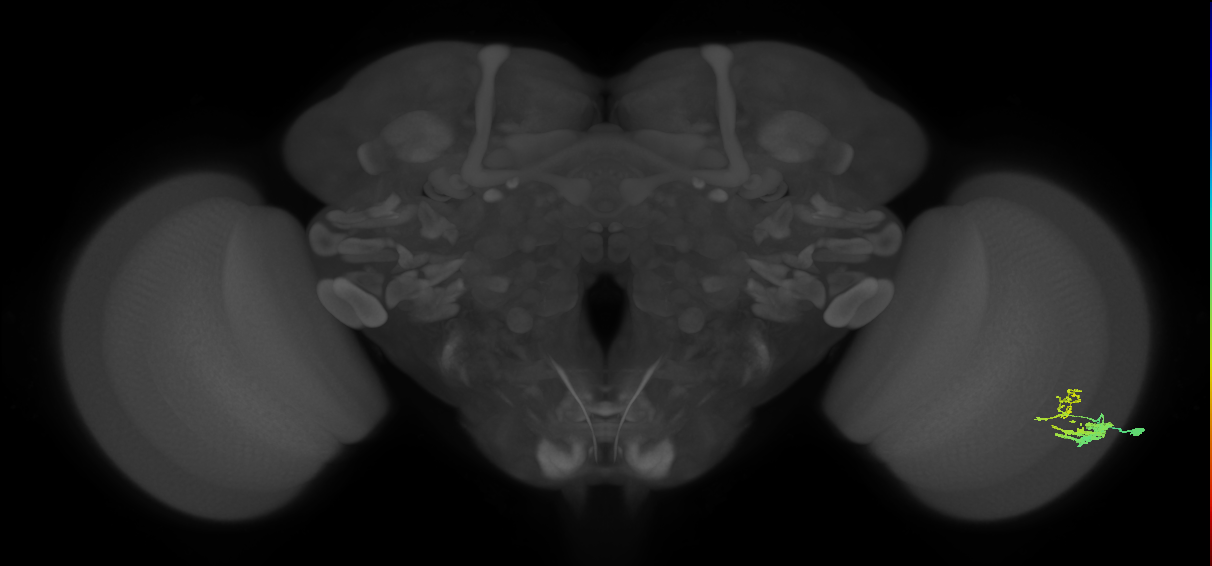 Dm9_R (JRC_OpticLobe:54893)
