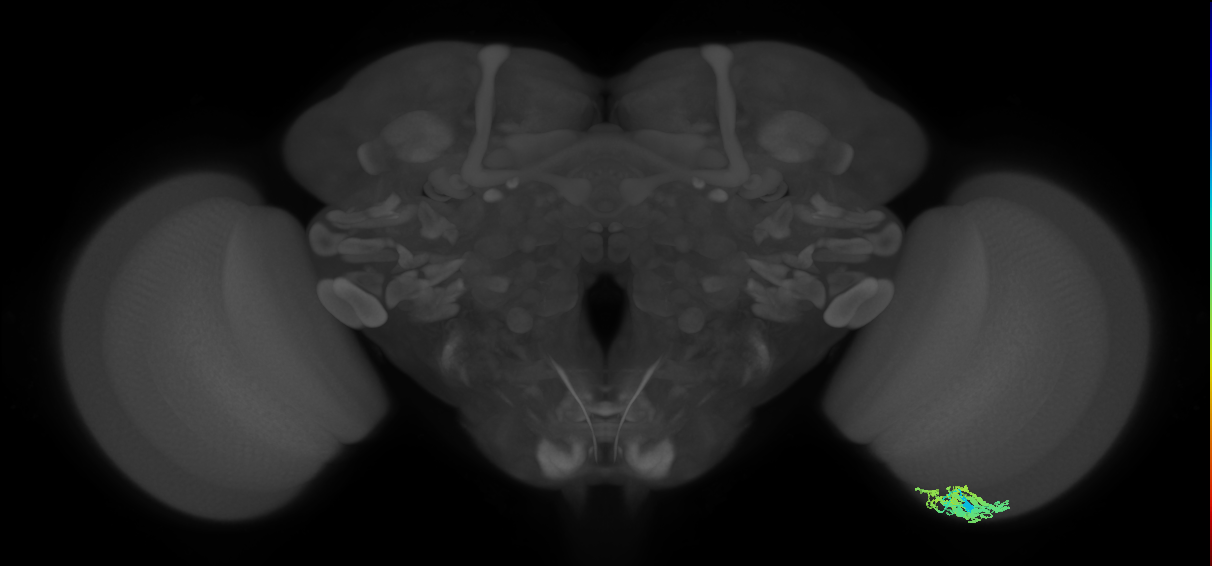 Dm9_R (JRC_OpticLobe:51803)