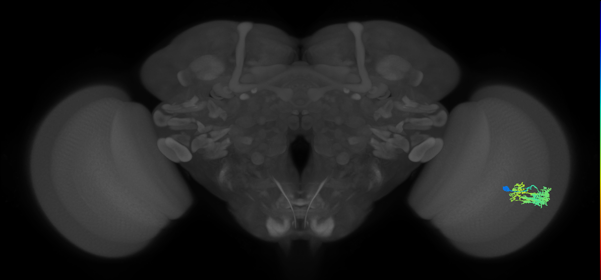 Dm9_R (JRC_OpticLobe:57117)