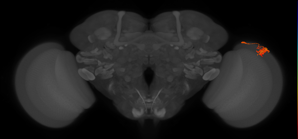 Dm9_R (JRC_OpticLobe:250082)
