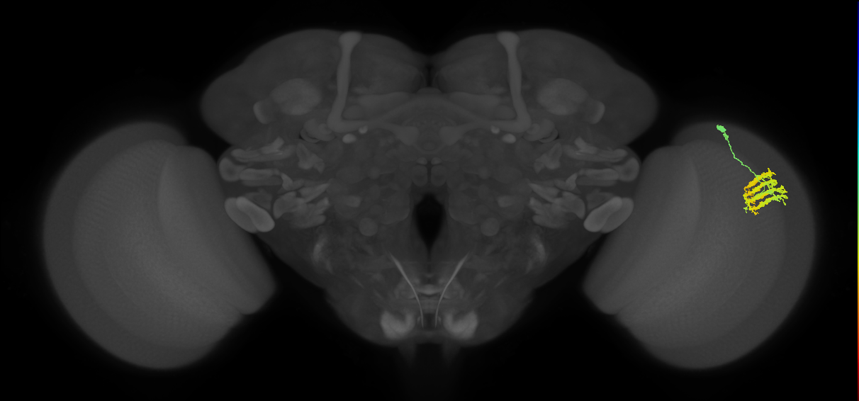 Dm9_R (JRC_OpticLobe:37991)