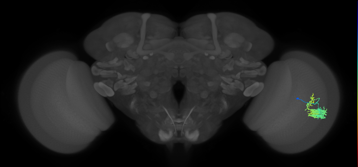 Dm9_R (JRC_OpticLobe:36034)