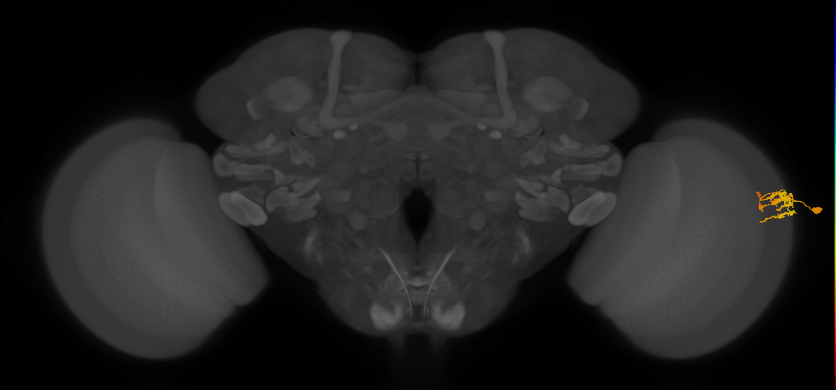 Dm9_R (JRC_OpticLobe:104791)