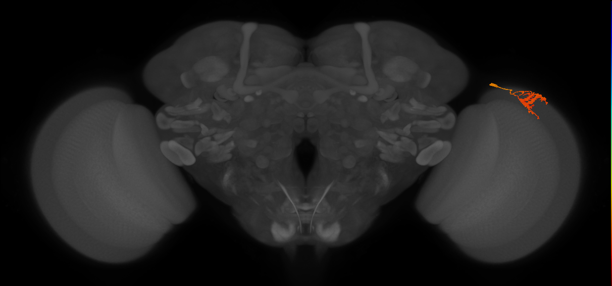 Dm9_R (JRC_OpticLobe:542232)