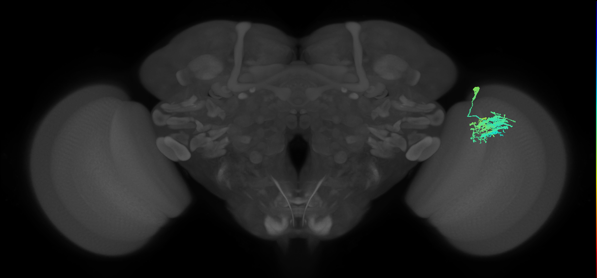 Dm9_R (JRC_OpticLobe:35163)