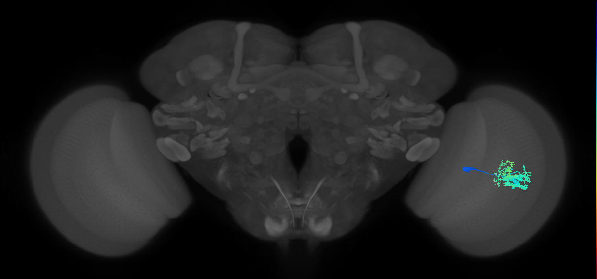 Dm9_R (JRC_OpticLobe:27445)