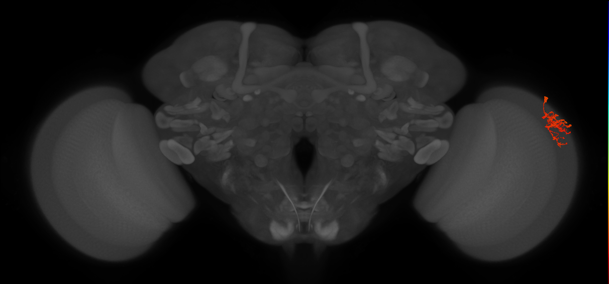 Dm9_R (JRC_OpticLobe:67170)