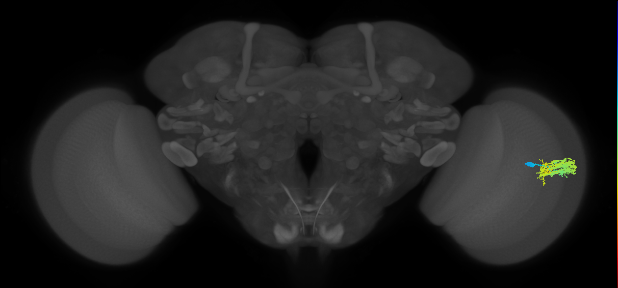 Dm9_R (JRC_OpticLobe:46370)