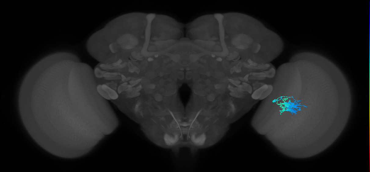 Dm9_R (JRC_OpticLobe:56450)