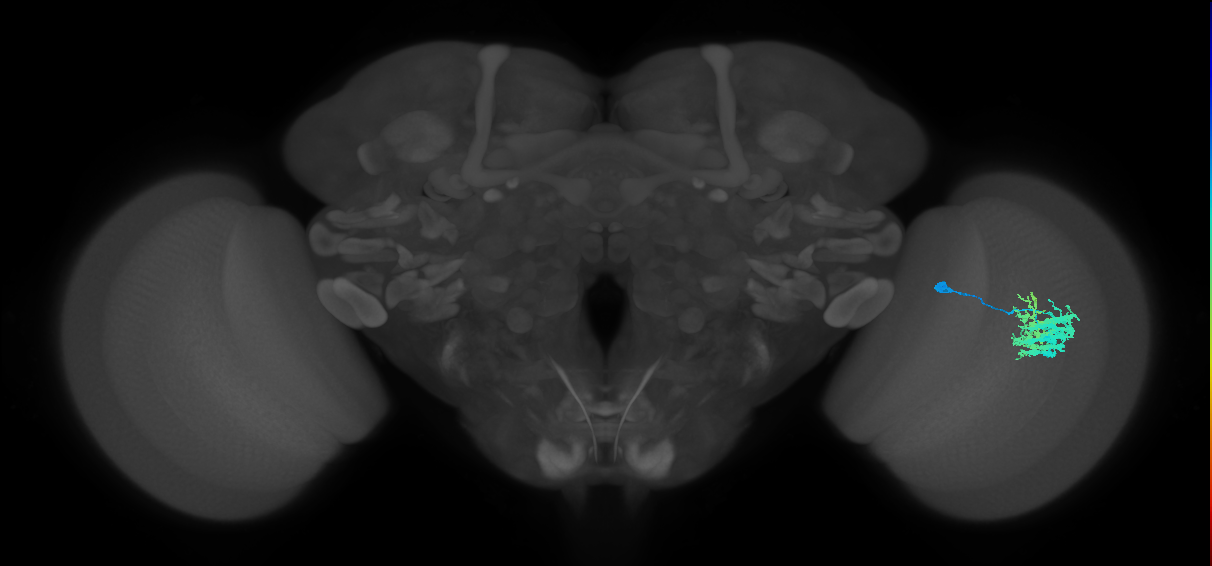 Dm9_R (JRC_OpticLobe:33924)
