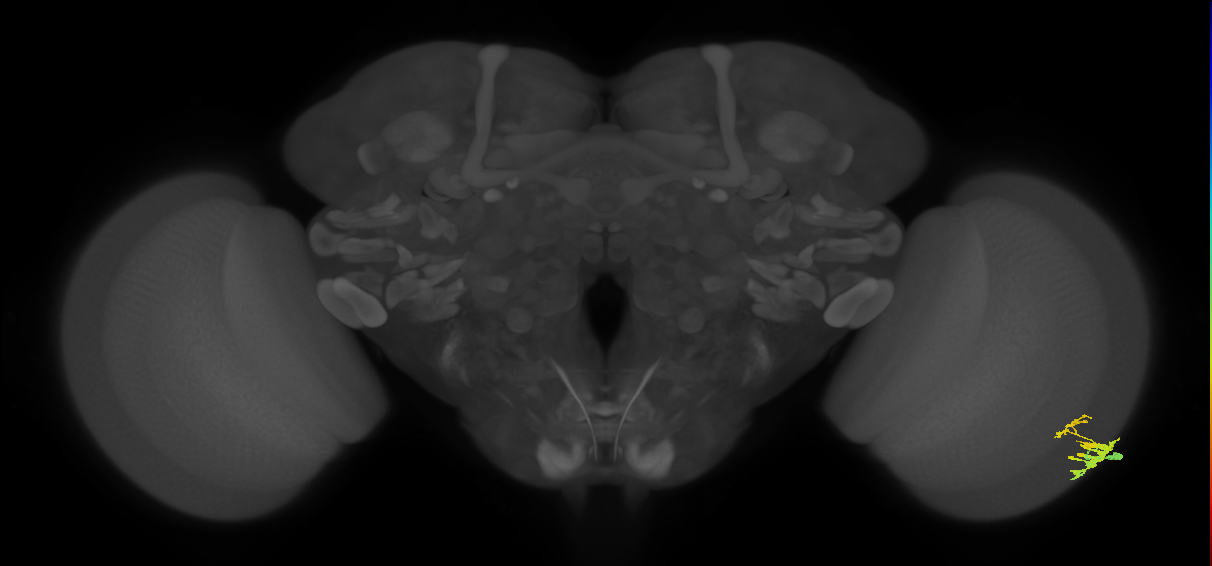 Dm9_R (JRC_OpticLobe:72819)