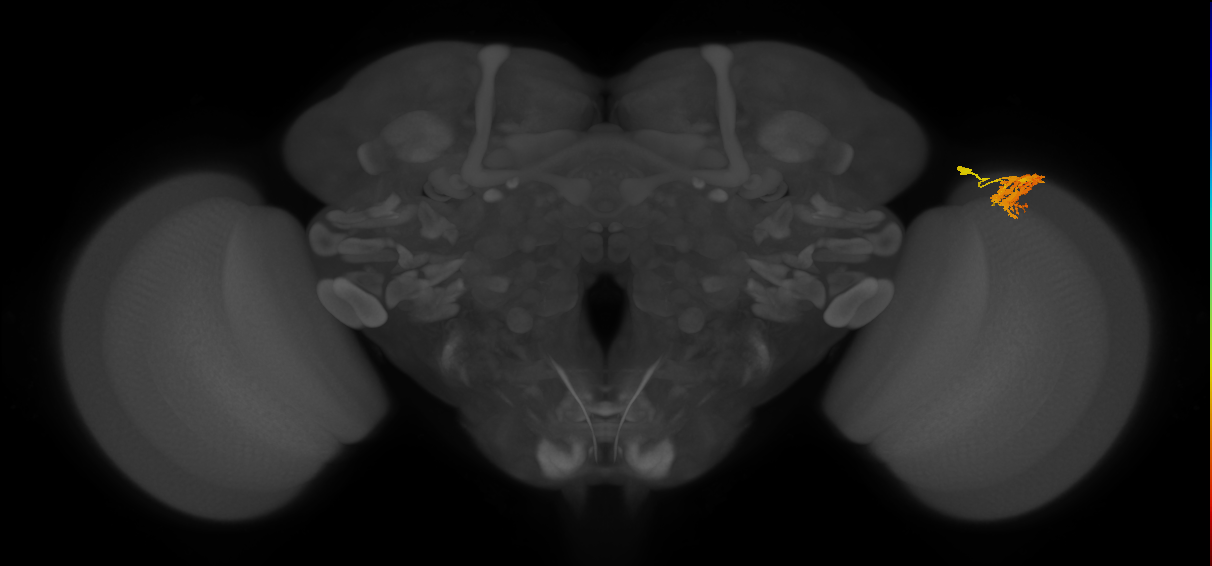 Dm9_R (JRC_OpticLobe:29756)
